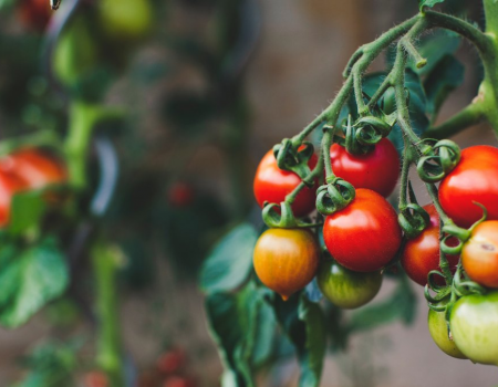 Догляд за помідорами: чому важливо видаляти зайве листя і як це зробити правильно.