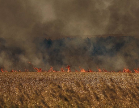 За останній час згоріли понад сто гектарів зерна, яке мало бути використане для посіву восени цього року.