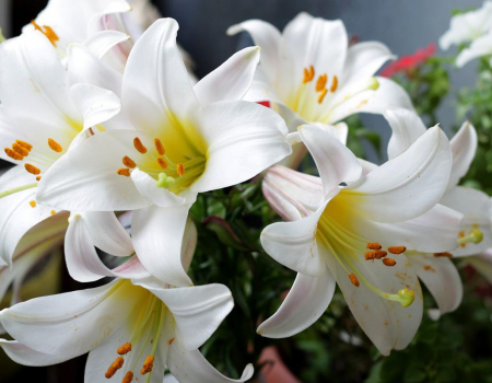 Правильне підживлення лілій забезпечує пишне і тривале цвітіння, яке стане окрасою будь-якого саду.