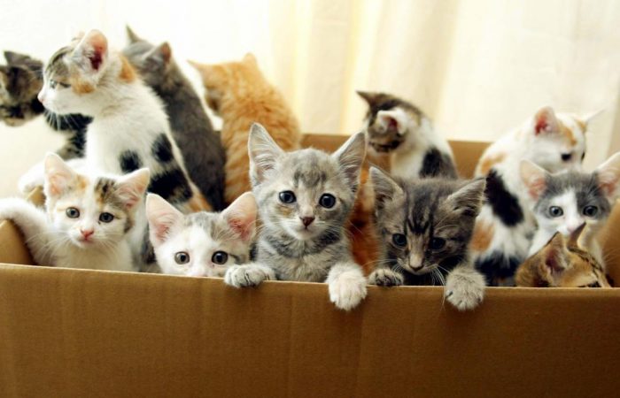 До чого сняться коти