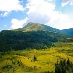 Генетичне різноманіття рослин зникає