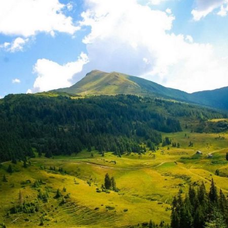 Генетичне різноманіття рослин зникає