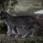 Кот перешёл дорогу: стоит ли бояться приметы или это всего лишь миф