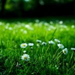 9 червня — День Святого Духа, день вшанування улюбленців і пам’ять, сповнена традицій