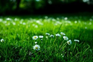 9 червня — День Святого Духа, день вшанування улюбленців і пам’ять, сповнена традицій