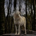 Услышали вой волка: к беде или к переменам