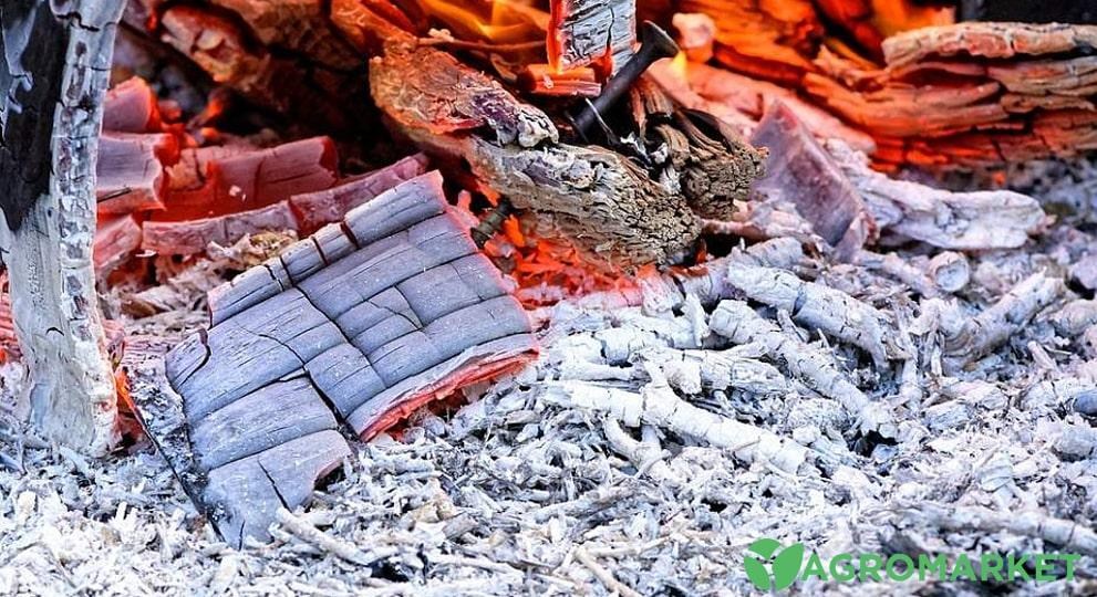 Як правильно розводити золу для підживлення городу