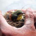 Птичье гнездо на крыше: к миру или конфликтам