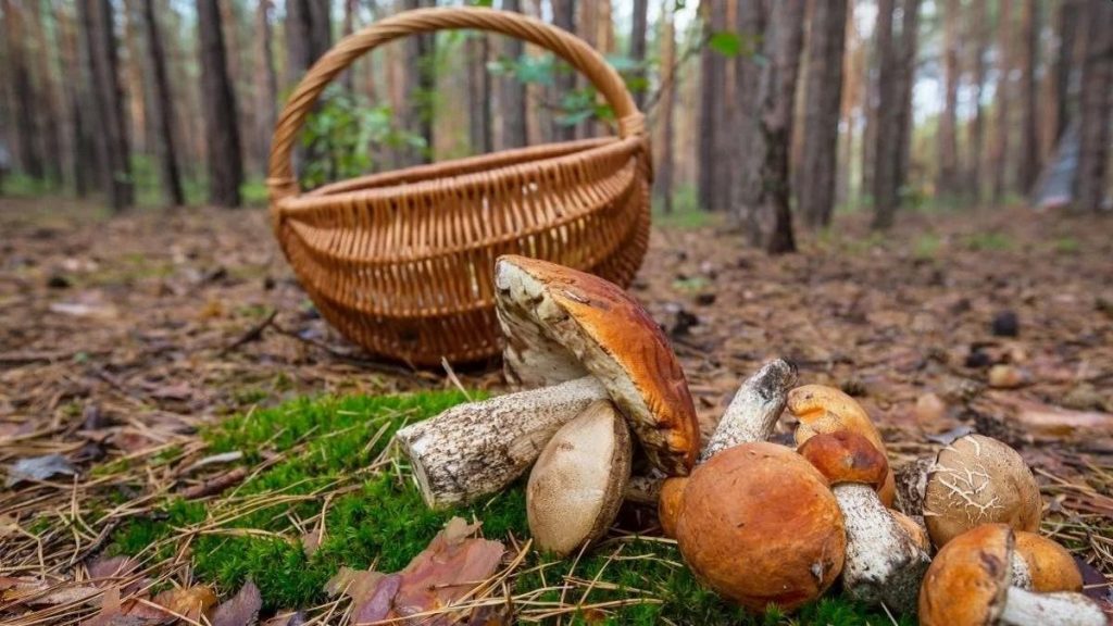 Грибные места Житомирской области 2025: где искать грибы