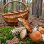 Грибные места Житомирской области 2025: где искать грибы
