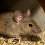 Таро-гороскоп на выходные 25-26 октября 2025 года для всех знаков зодиака Мыши покинут дом навсегда: какие запахи отпугивают грызунов