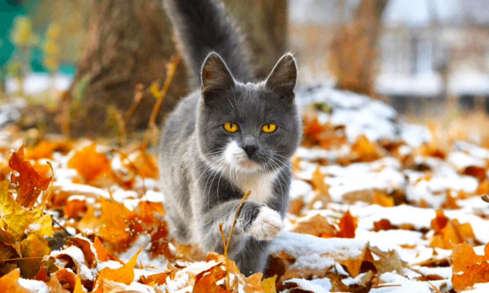 Синоптики рассказали о прогнозе погоды на ноябрь 2025 в Украине Синоптики рассказали о прогнозе погоды на ноябрь 2025 в Украине