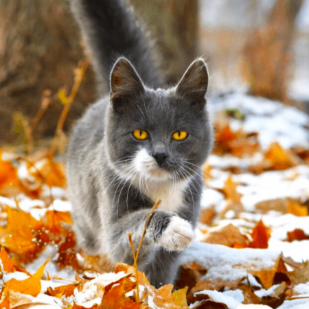 Синоптики рассказали о прогнозе погоды на ноябрь 2025 в Украине Синоптики рассказали о прогнозе погоды на ноябрь 2025 в Украине