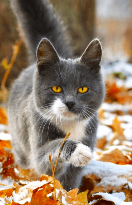 Синоптики рассказали о прогнозе погоды на ноябрь 2025 в Украине