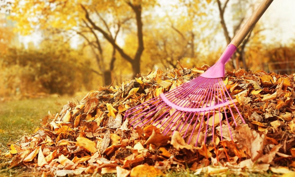Не сжигайте листья! Вот как превратить их в полезное удобрение для земли Не сжигайте листья! Вот как превратить их в полезное удобрение для земли