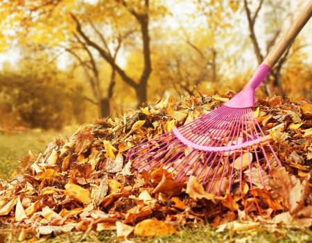 Не сжигайте листья! Вот как превратить их в полезное удобрение для земли