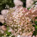 Как правильно обрезать гортензию осенью: советы по уходу для разных видов