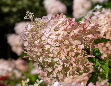 Как правильно обрезать гортензию осенью: советы по уходу для разных видов