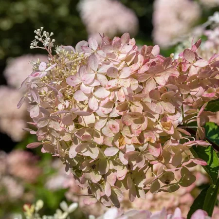 Как правильно обрезать гортензию осенью: советы по уходу для разных видов