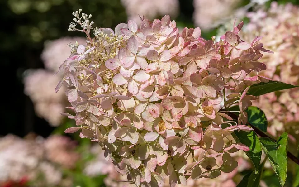 Как правильно обрезать гортензию осенью: советы по уходу для разных видов