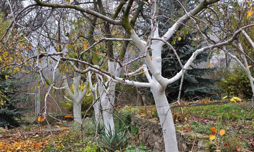 Нужно ли белить деревья в ноябре: советы садоводов