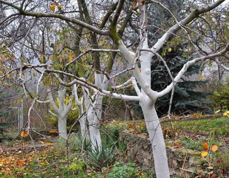 Нужно ли белить деревья в ноябре: советы садоводов