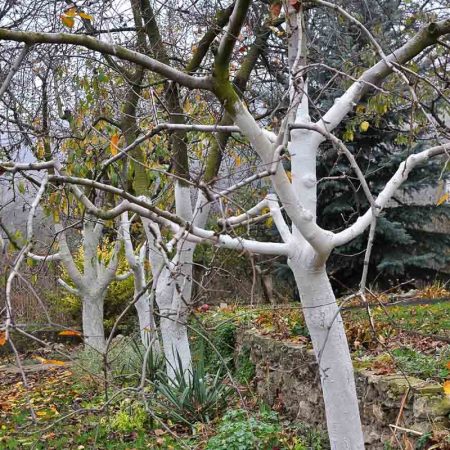 Нужно ли белить деревья в ноябре: советы садоводов