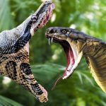 К чему снятся змеи: толкования по популярным сонникам