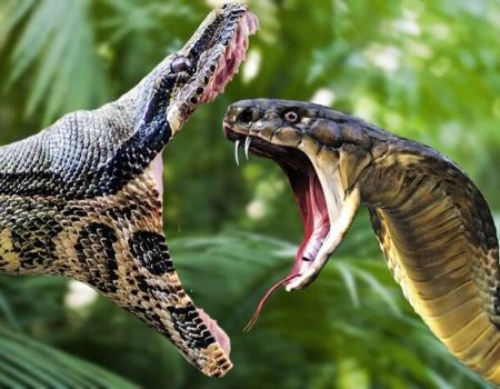 К чему снятся змеи: толкования по популярным сонникам