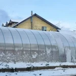 Что можно вырастить зимой в теплице: советы для садоводов