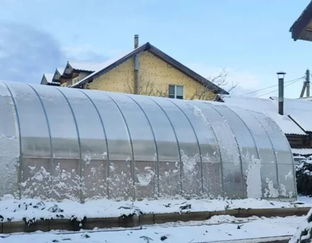 Что можно вырастить зимой в теплице: советы для садоводов