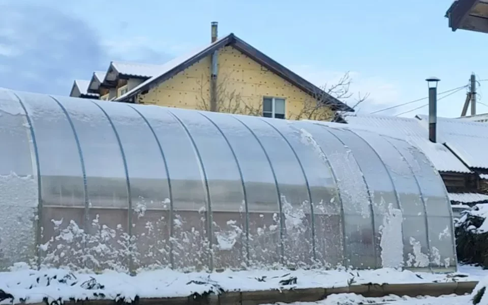 Что можно вырастить зимой в теплице: советы для садоводов