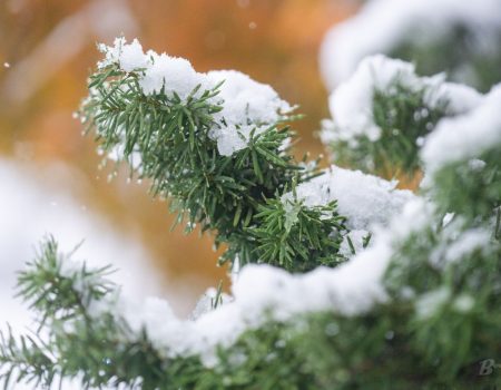 Морозы до -14°C и метели: прогноз погоды в Украине до Нового года