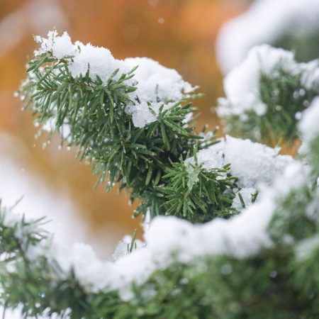 Морозы до -14°C и метели: прогноз погоды в Украине до Нового года