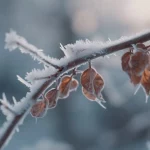 Погода в Украине на Рождество 2025: где ждать морозы до -12°C и снегопады