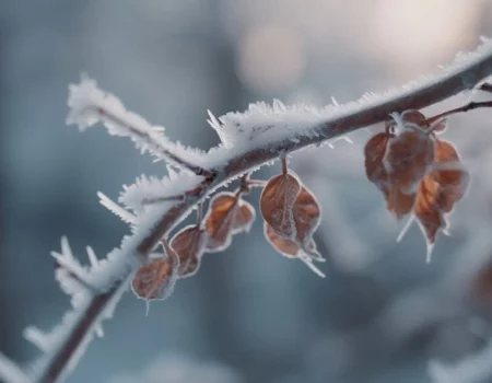 Погода в Украине на Рождество 2025: где ждать морозы до -12°C и снегопады