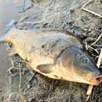 К чему снится ловить рыбу: значение сна для мужчины и женщины