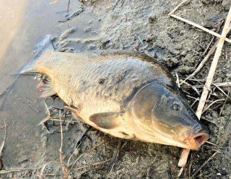 К чему снится ловить рыбу: значение сна для мужчины и женщины