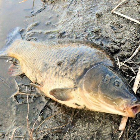 К чему снится ловить рыбу: значение сна для мужчины и женщины
