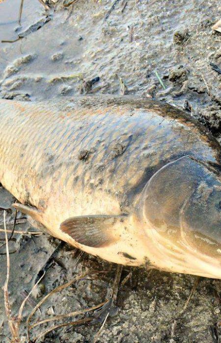 К чему снится ловить рыбу: значение сна для мужчины и женщины