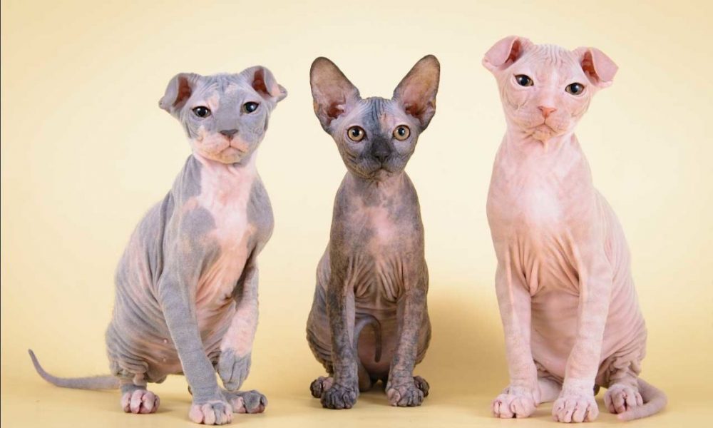 Почему в Нидерландах запретили разведение вислоухих и бесшерстных кошек (сфинксов) и могут ли вести такой запрет в Украине