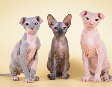Почему в Нидерландах запретили разведение вислоухих и бесшерстных кошек (сфинксов) и могут ли вести такой запрет в Украине