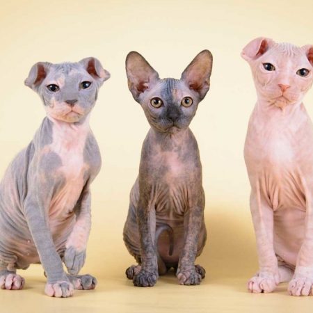Почему в Нидерландах запретили разведение вислоухих и бесшерстных кошек (сфинксов) и могут ли вести такой запрет в Украине