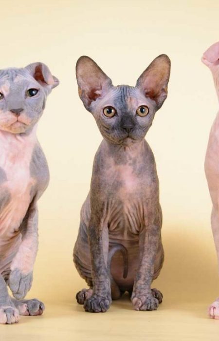 Почему в Нидерландах запретили разведение вислоухих и бесшерстных кошек (сфинксов) и могут ли вести такой запрет в Украине