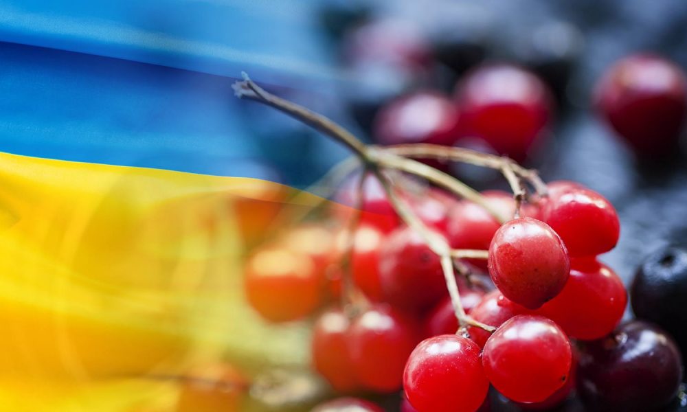 Почему калина стала народным символом Украины: история, значение и интересные факты