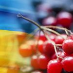 Почему калина стала народным символом Украины: история, значение и интересные факты