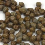 Чем полезны каперсы и как их правильно употреблять