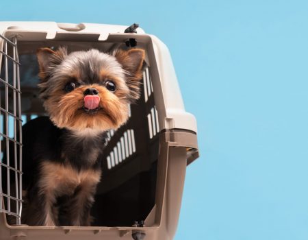 Какие документы нужны для собаки для выезда за границу в 2026 году