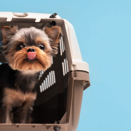 Какие документы нужны для собаки для выезда за границу в 2026 году