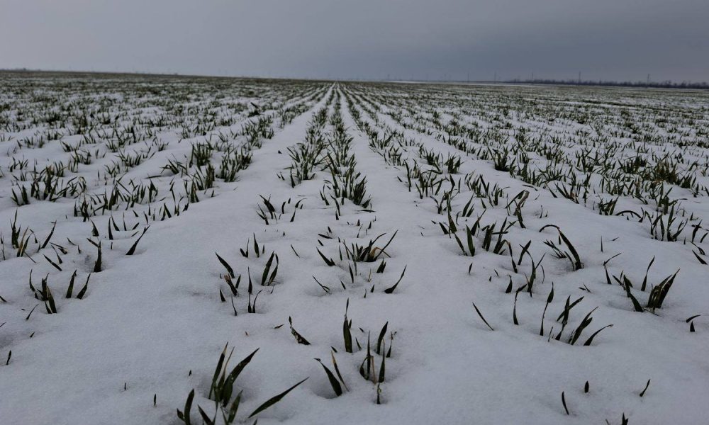 Компенсации аграриям Херсонщины за утраченный урожай: кто может получить и как подать заявку